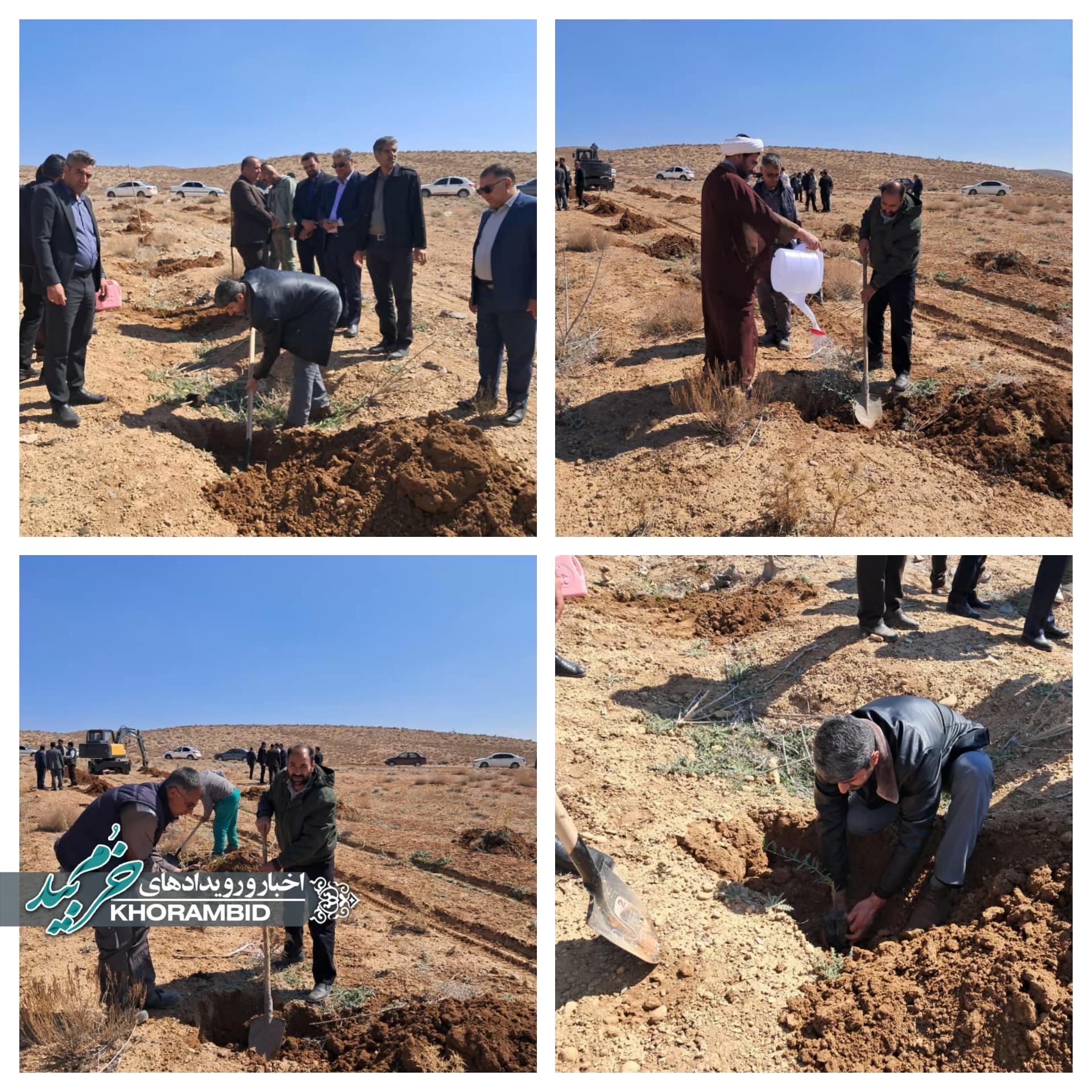 «کاشت 2000 اصله نهال زیتون _طرح جنگل کاری ماده ۳»