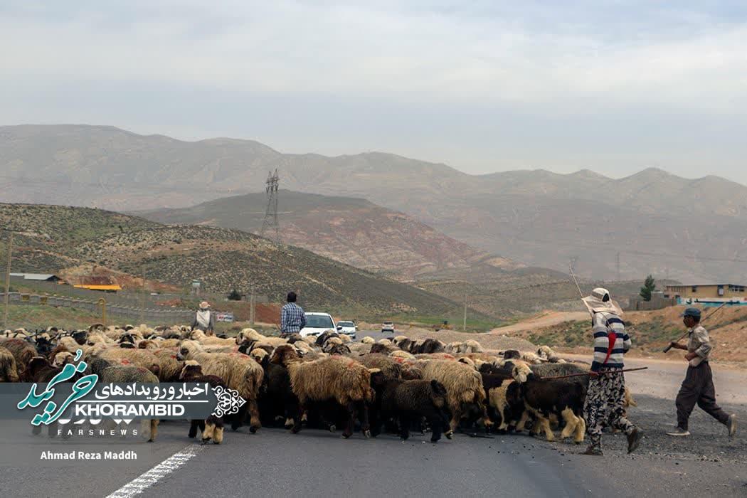 گزارش تصویری | آغاز کوچ بهاره عشایر از جنوب فارس
