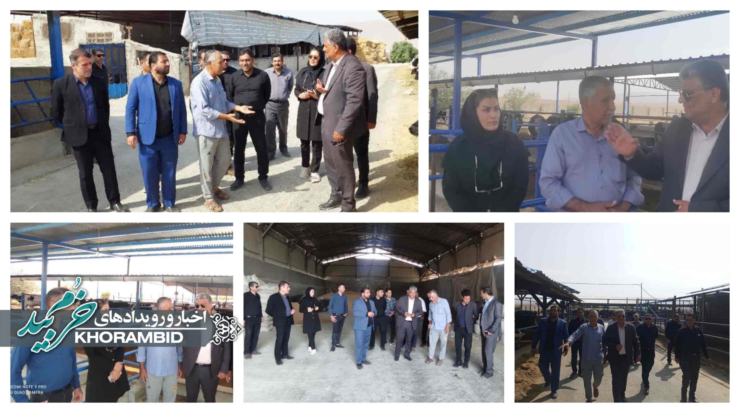  بازدید فرماندار خرم‌بید از گاوداری ۳۳۰ رأسی؛ گامی در راستای امنیت غذایی پایدار