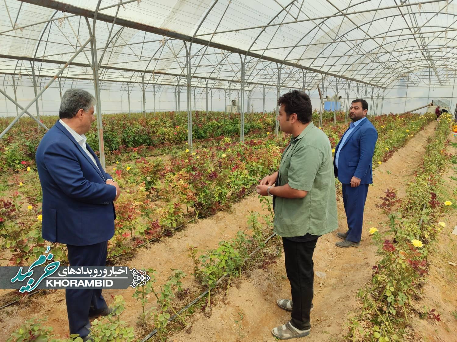 گزارش تصویری | بازدیدهای فرماندار خرم‌بید از گلخانه تولید نشاء گل رز و آبادی نظرآباد