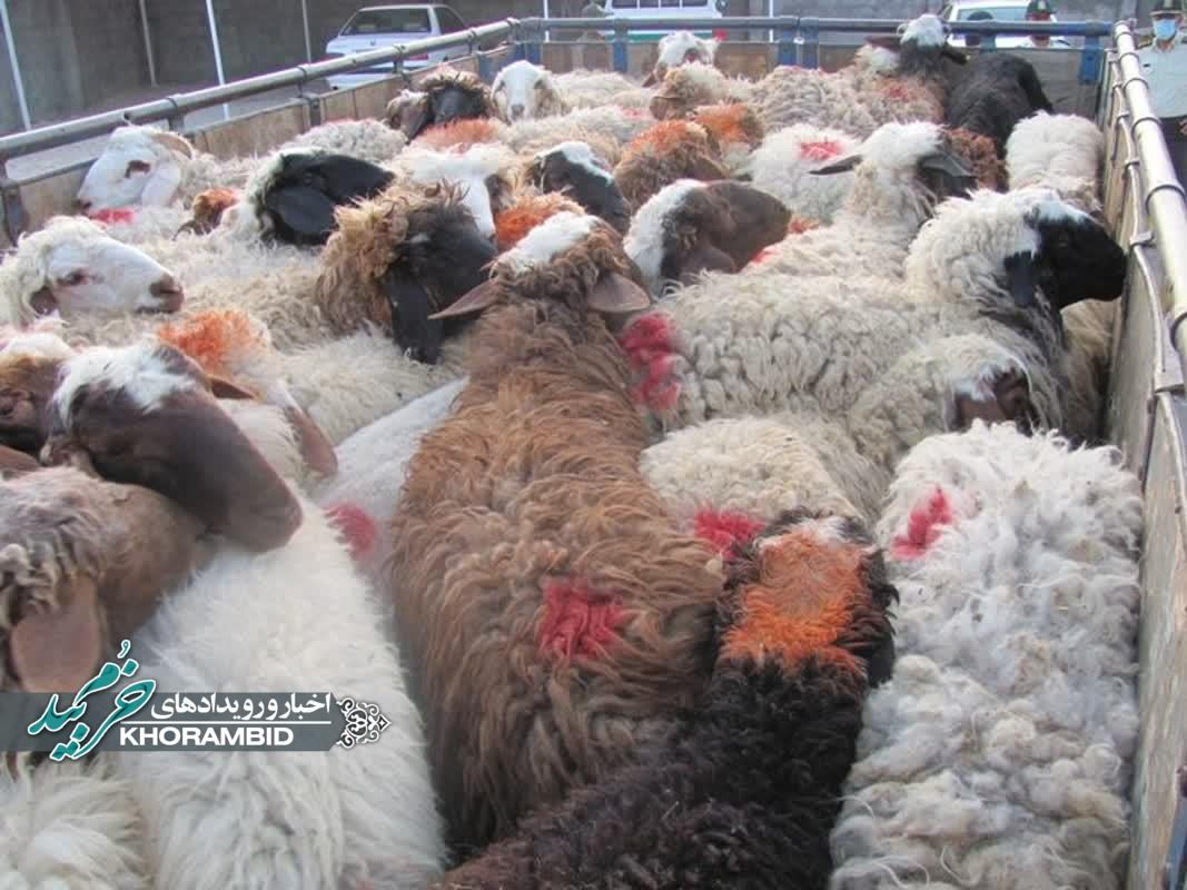 کشف 147 راس گوسفند فاقد مجوز در خرم بید