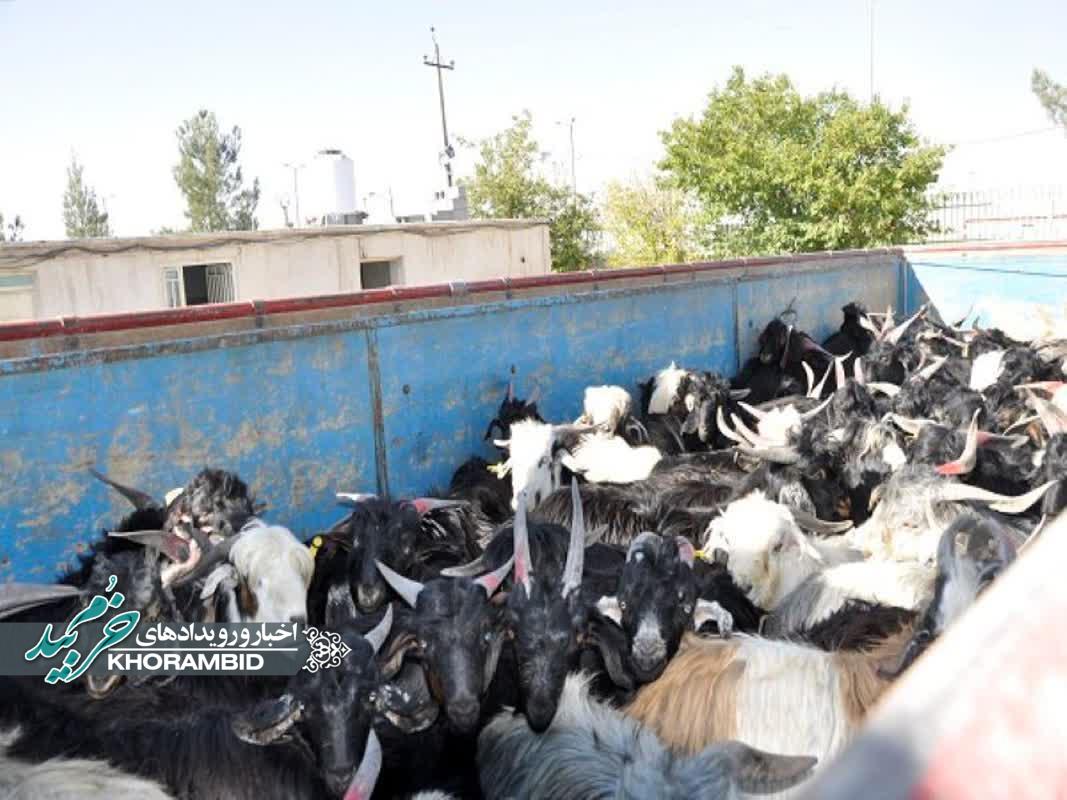 کشف احشام فاقد مجوز در خرم بيد