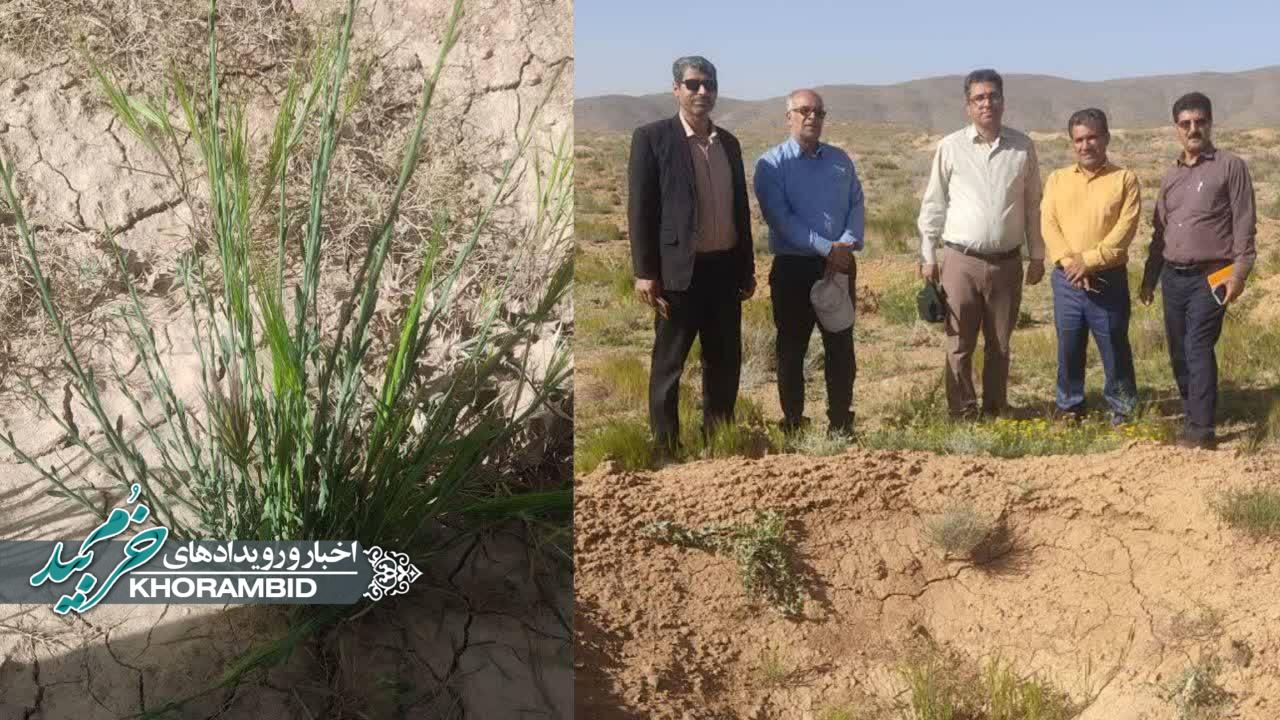۸۸ هکتار نهال‌کاری و ۱۱۶ هکتار بذرکاری برای احیای مراتع